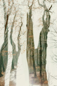 Deciduous trees in the forest, alienation, nature art Deciduous trees in the forest, alienation, nature art